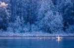 Ambesonne Winter Lake Forest Swans Christmas Place Mats, Set Of 4. Fixed Price $17.00.